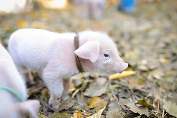 Little cute piglets
