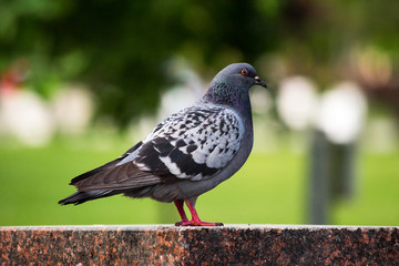 Pigeon sitting on a marble column