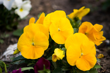 Yellow garden pansy in a flowerbed