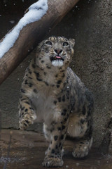 The snow leopard is a large predatory mammal of the cat family living in the mountains of Central Asia. He differs thin, long one, flexible the body, short legs, a small head and long one tail.