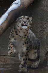 Obraz premium The snow leopard is a large predatory mammal of the cat family living in the mountains of Central Asia. He differs thin, long one, flexible the body, short legs, a small head and long one tail.