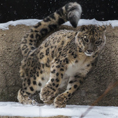 Fototapeta na wymiar The snow leopard is a large predatory mammal of the cat family living in the mountains of Central Asia. He differs thin, long one, flexible the body, short legs, a small head and long one tail.