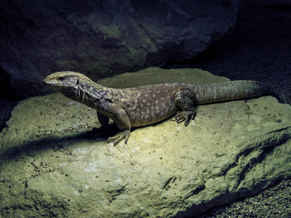 Lézard