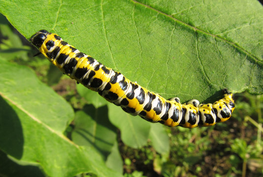 Machaon caterpillar - pest plants.