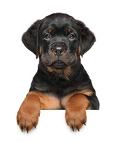 Rottweiler dog puppy above banner