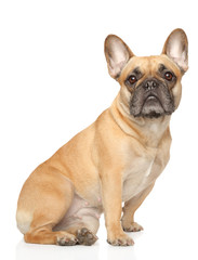 French Bulldog sitting on white background