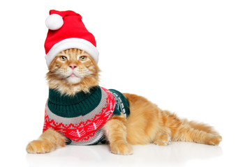 Maine-Coon cat in Santa clothes and red hat