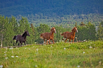 Tree young Arabian Horses , chestnut and black running, playing together in a lush green summer meadow.