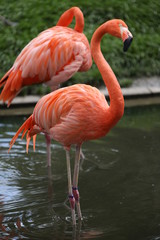 Flamants roses