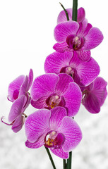 Naklejka premium orchid on white background