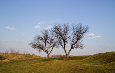 Obraz premium tree in the field