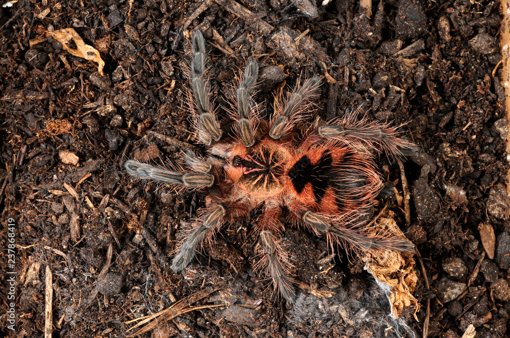 Wall mural Vogelspinne aus Ekuador (Pamphobeteus sp. Machalla) - tarantula from Ecuador