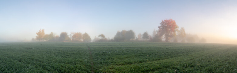 Obraz na płótnie Canvas Panorama forest in the misty morning