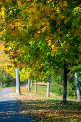 Yellow maple leaves in autumn park