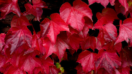 Les feuilles en automne