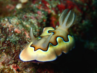 The beauty of underwater wor