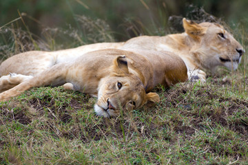 Fototapeta premium lioness having some rest at the wild