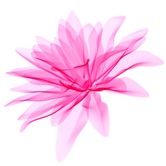 Pink pastel abstract transparent petals flower design element isolated on white, 3d rendering