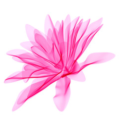 Fototapeta premium Light pink flower isolated on white, natural spring beauty design element, 3d rendering