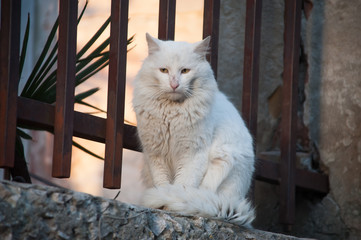 Белый кот