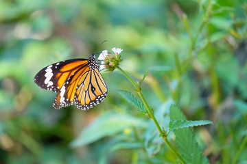 Fototapeta na wymiar Closed up butterfly on flower (Beautiful nature)