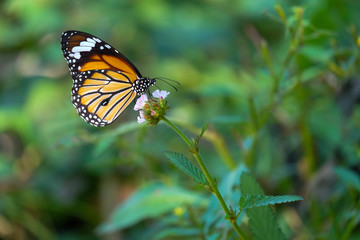 Closed up butterfly on flower (Beautiful nature)