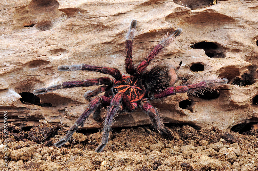 Poster Vogelspinne aus Ekuador (Pamphobeteus sp. Machalla) - tarantula from Ecuador