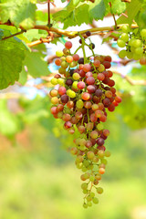 Ripe grapes hung on vineyards of grape trees. 