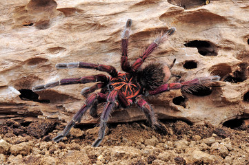 Vogelspinne aus Ekuador (Pamphobeteus sp. Machalla) - tarantula from Ecuador