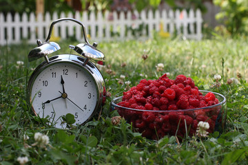 Berry season. Fresh raspberries and alarm in the grass