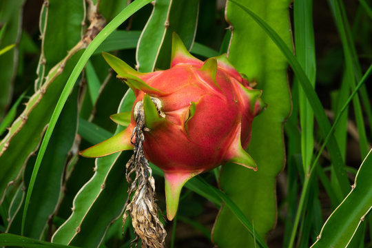 Drachenfrucht am Kaktus