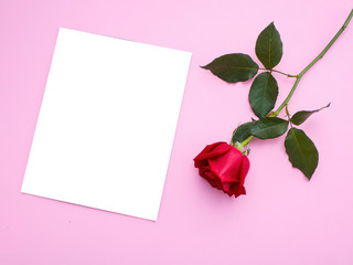 Red rose isolated on pink background.