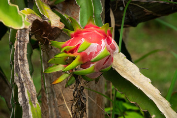 Drachenfrucht am Kaktus