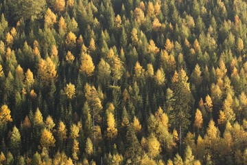 Spruce and pine forest with some deciduous trees in a fall season.