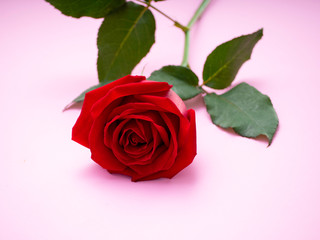 Naklejka premium Red rose isolated on pink background.