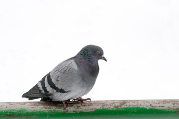  Gray dove on a background of white snow on a cloudy winter day