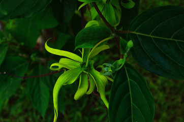 green Flowers Ylang-Ylang