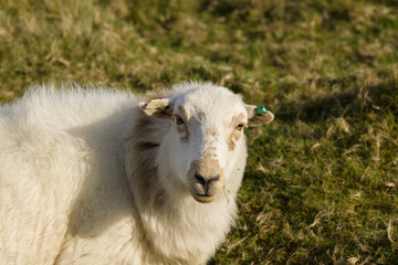 Welsh mountain sheep ewes a hardy breed suited to the harsh hill and mountain ranges of Wales usually kept outdoors all year round