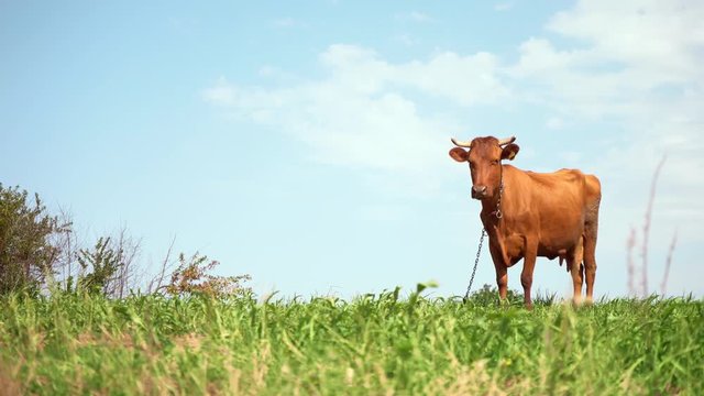 Brown cow in pasture. Milk for making cheese. Growing cows for beef. Calcium-rich milk for children. Farm. Natural food of animal origin. Ecologically clean area. Sacred animal.