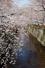 東京 目黒川の桜
