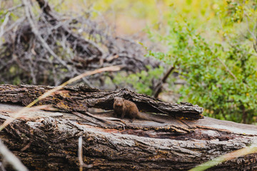 Mungo im Baumstamm in Südafrika im Krüger Nationalpark