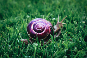 a wild lovely big beautiful snail with violet spiral shell. Helix in the garden, crawling in a fresh green grass. Marco, close up view.