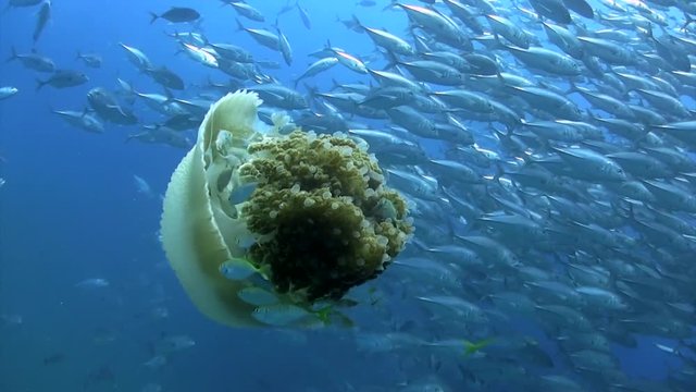 Jellyfish with group of Trevally
Filmed with Canon HF G20 camera in Gates Underwater housing on Koh Tao/Thailand. 1080 HD
