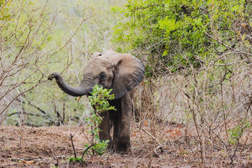 Elefant im Krüger Nationalpark