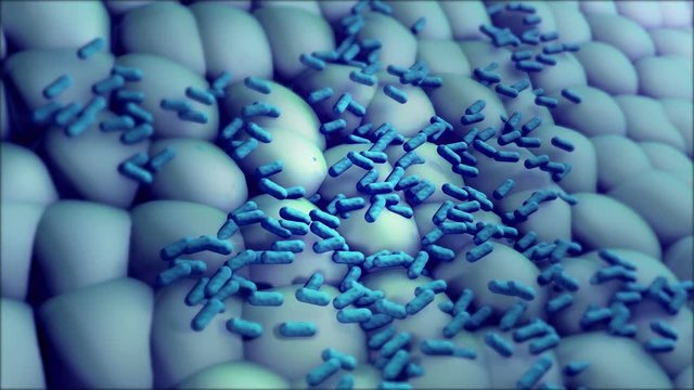 Bacteria Divide and Multiply
