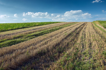 Strips of mowed field and white clouds on blue sky