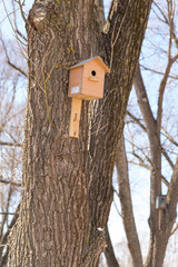 tree up house