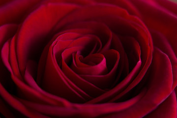 Close up of a red rose