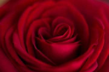 Fototapeta na wymiar Red rose close up