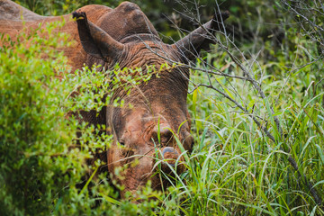 Spitzmaulnashorn im Karongwe Reservat in Südafrika bei einer Safari entdeckt